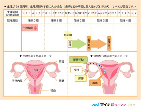 胎盤形成出血|妊娠中の出血の原因は？初期～後期まで 